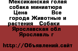 Мексиканская голая собака миниатюра › Цена ­ 53 000 - Все города Животные и растения » Собаки   . Ярославская обл.,Ярославль г.